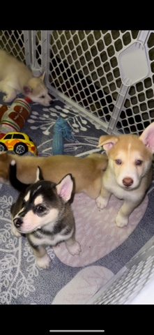 Labrador Husky – labsky (husky / lab mixed puppies)