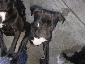 Pug – cute black pug – Desert Hot Springs