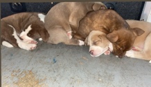 Pitsky Puppies