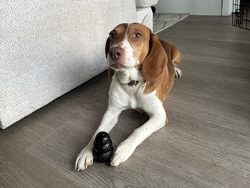 Beagle – Beagle Mix
