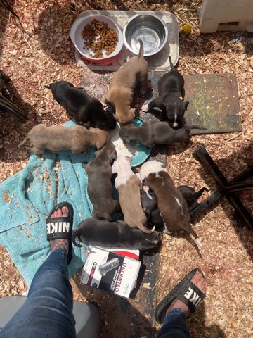 American Pit Bull Terrier – Pitbull puppies