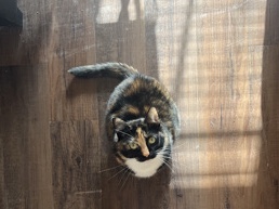Cat Rehoming: Ellie