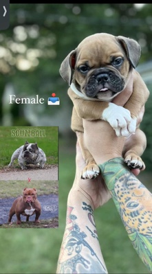 American Pit Bull Terrier – American bully