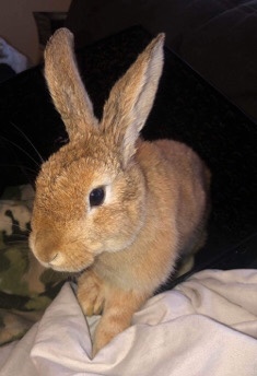 American – Rabbit for Sale (St.Louis,Mo)