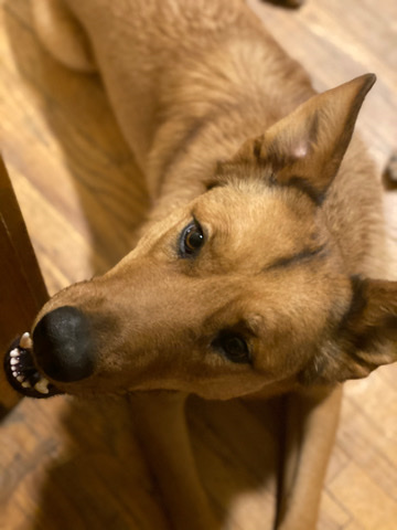 German Shepherd – Rehoming German Shepherd