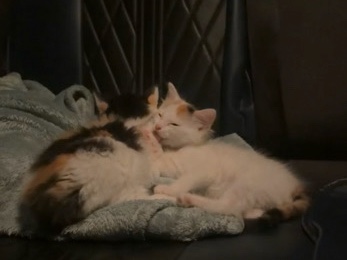 2 Beautiful Kittens (bonded siblings) – McDowall