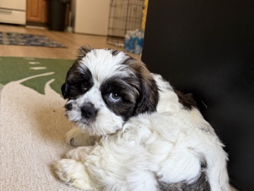 Shih Tzu – shihTzu – Fredonia