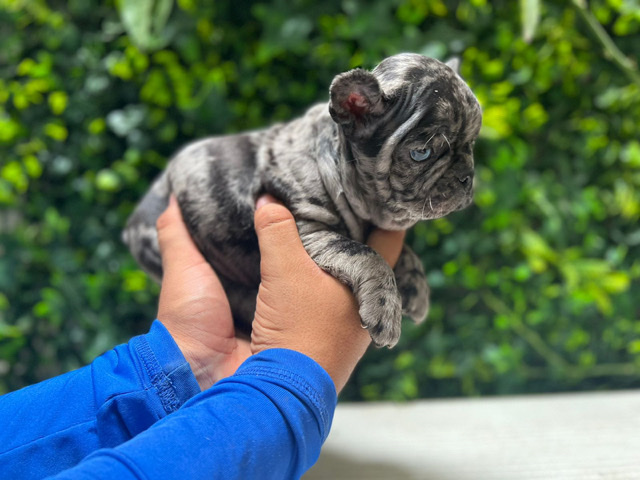 French Bulldog – French bulldog litter