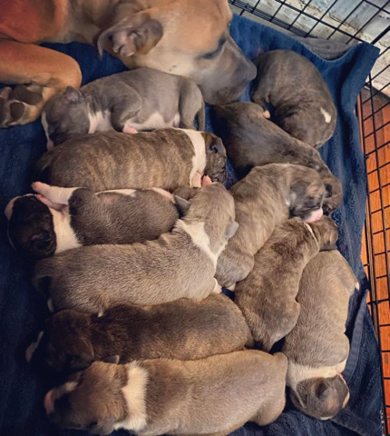 American Pit Bull Terrier – pitbull pups