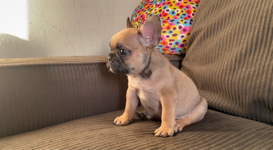 French Bulldog – AKC French bulldogs