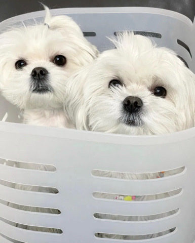 Maltese – Rehome