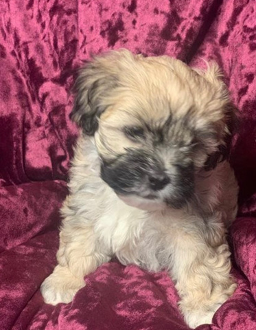 Lhasa Apso – Lhasapoo for sale