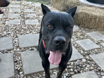 Cane Corso – Cane Corso & French Bulldog – Texas City
