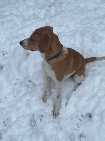 Beagle – beagle