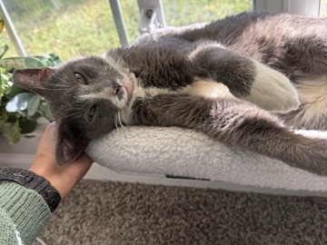 American Shorthair – Meet Smokey - Professional Lap-Sitter looking for full time position in your heart – Jacksonville