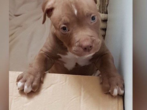 American Bulldog – beautiful brown xl