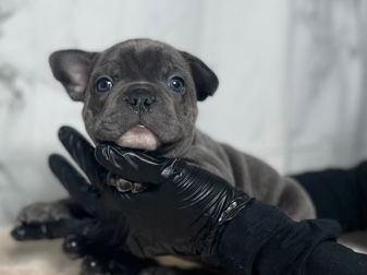 French Bulldog – Frenchies