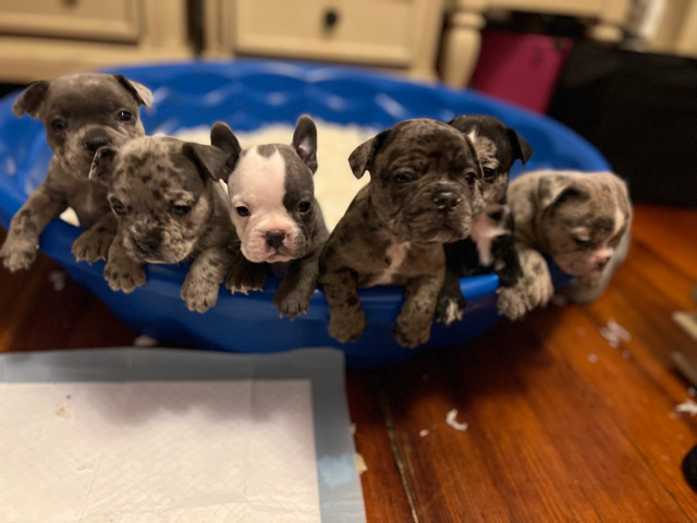 French Bulldog – Adorable unique Frenchies