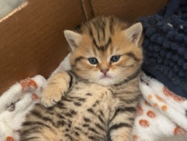 British Shorthair – BSH kittens – Wigston