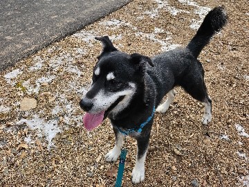 Labrador Husky – free 2yrs husky/golden – New Britain