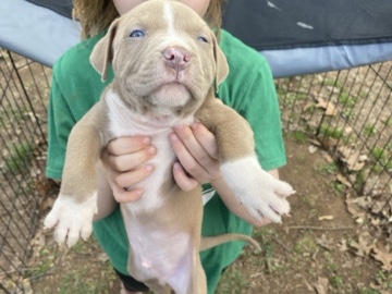 American Pit Bull Terrier – American Bully Puppies – Nashville