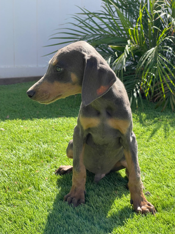 Doberman Pinscher – Doberman