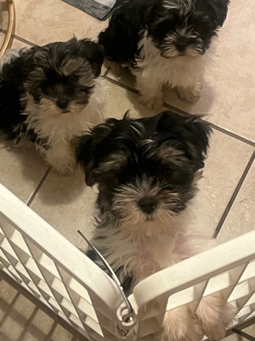 Yorkshire Terrier – Parti Yorki