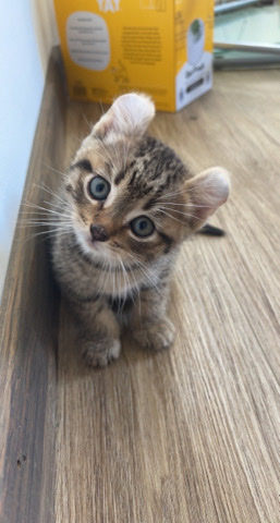 Munchkin – munchkin kittens