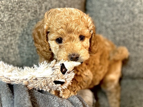 Cavapoo – F1B Cavapoos – Houston