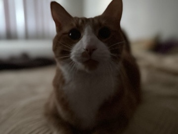 Russian White, Black and Tabby – Parker 🐓 – Mount Clemens
