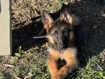 German Shepherd in Ferrara