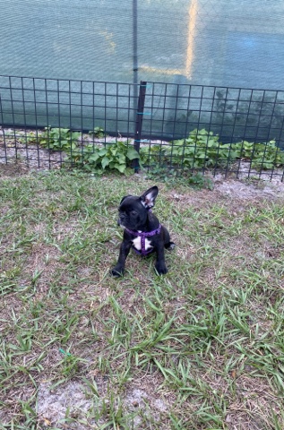 French Bulldog – Frenchie