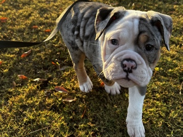 Olde English Bulldogge – Olde English Bulldog