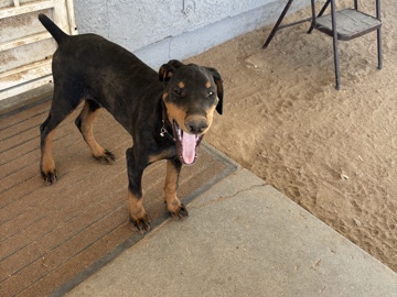 Doberman Pincher puppy 