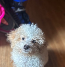Shih Tzu – Mixed Breed Puppy Shitzu x mini poodle
