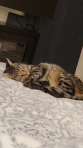 Cat free to good home