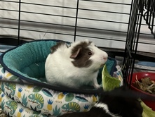 i’m moving out and I’m trying to sell my guinea pig sushi. i’m trying to make sure that she goes to