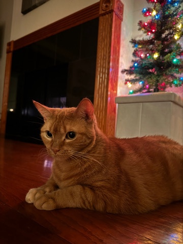 American Shorthair – Rehome