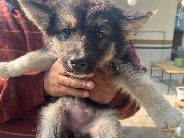 Shepsky – gerberian shepsky for sale – Nagod