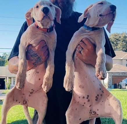 Dogo Argentino – dogo argentino puppies