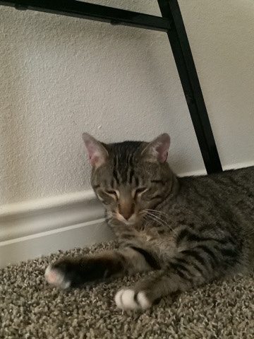 Russian White, Black and Tabby – Levi (cat for sell)