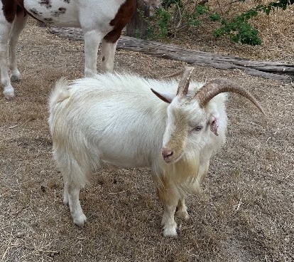 mountain goat – American Pygmy Goat