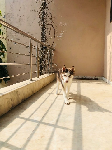 Siberian Husky – selling husky puppy 3month