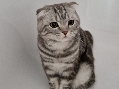 Scottish Fold – “„Süße Scottish Fold Katze zu verkaufen“ – Monsheim