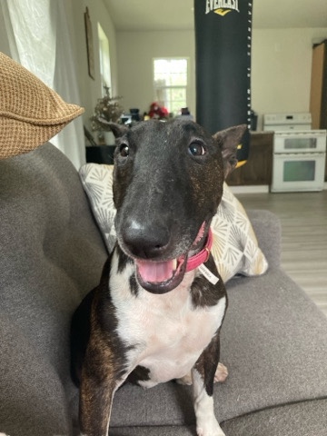 Bull Terrier – Angel