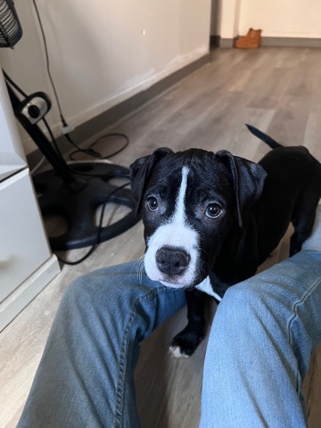 American Pit Bull Terrier – 2 month old pitsky🖤