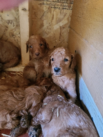 standard poodles