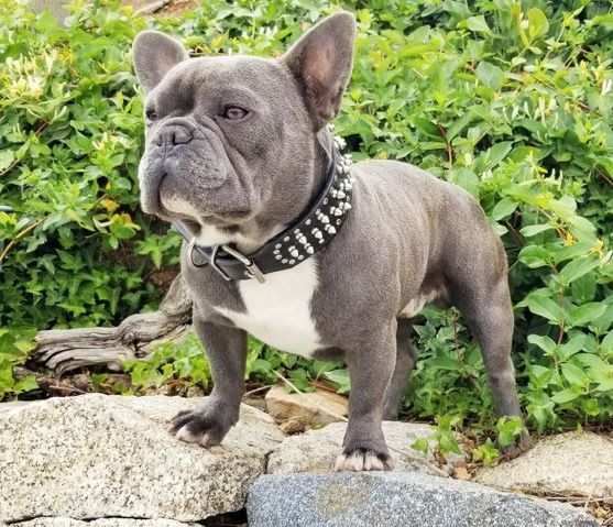 French Bulldog – Quality French bulldog puppies