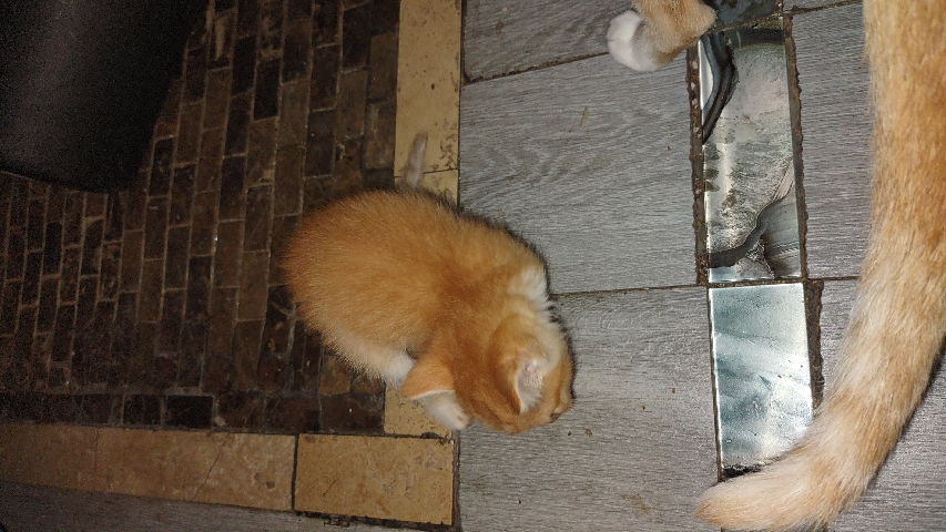Brazilian Shorthair – New kittens