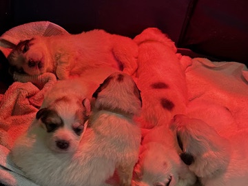 Great Pyrenees Puppies 